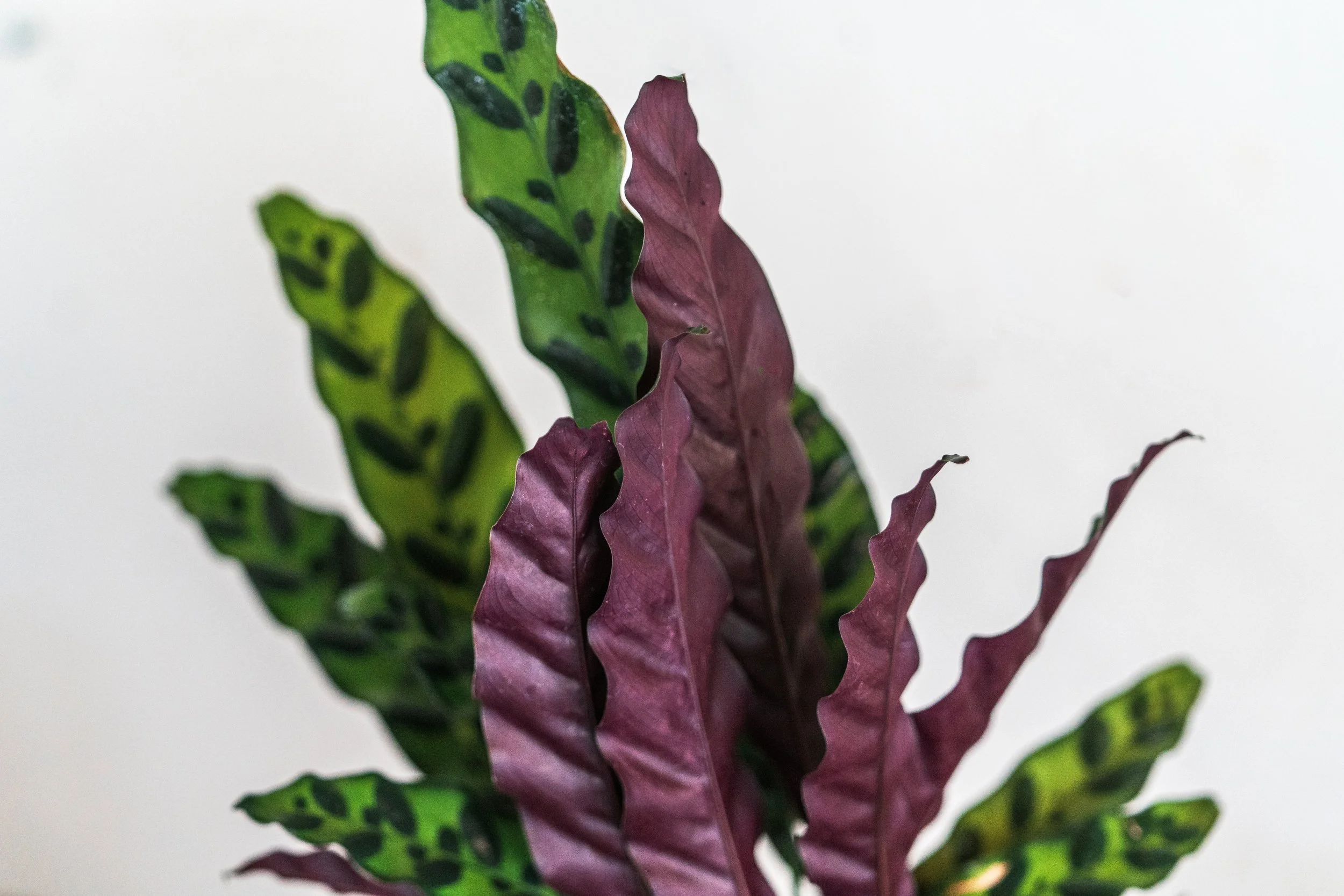 Our Plants — Wilson Plant Co